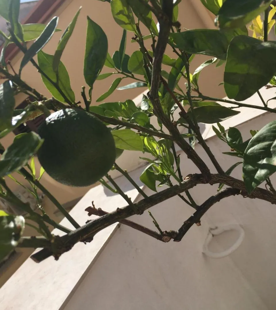 Cialoma B&B Palermo Italy